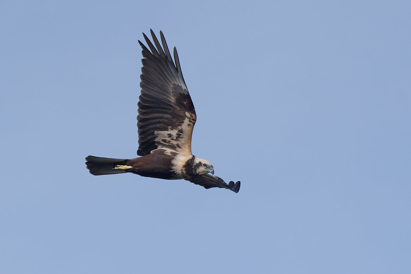 Busard des roseaux.jpg